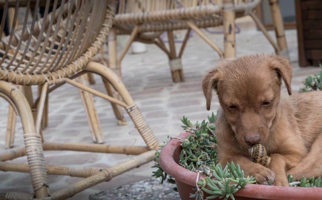 B&B Cantico Delle Creature Ассізі Екстер'єр фото
